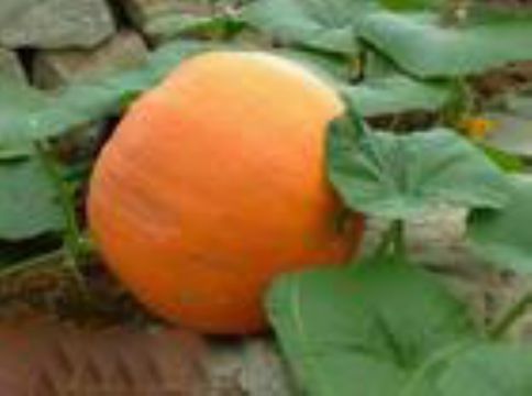 Cucurbita Moschata Extract 